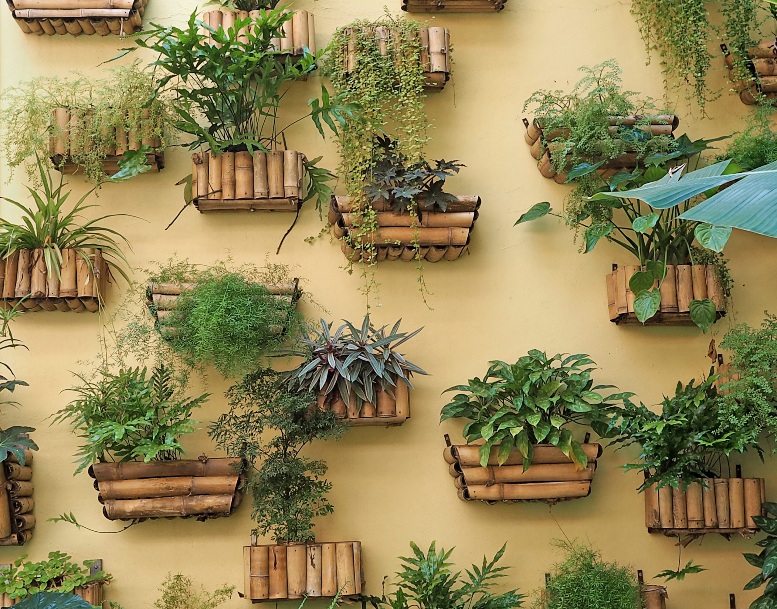 Eco Friendly Plant Wall decor