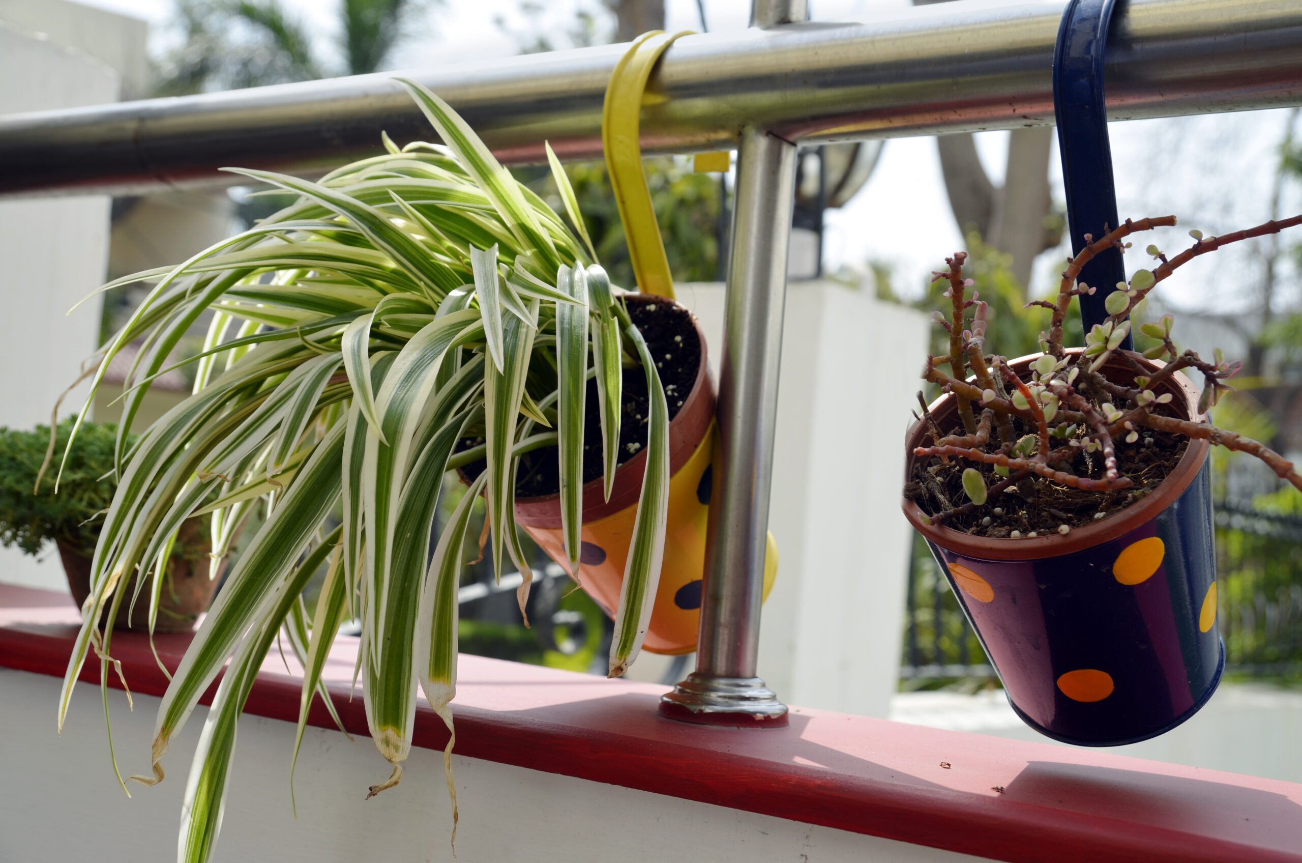 railing grill hanging flower plant