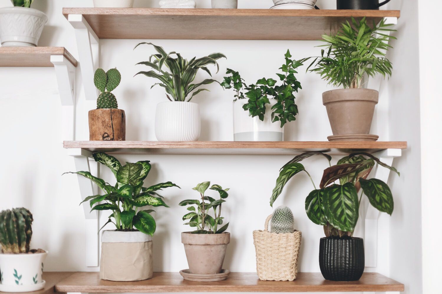 The Best House Plants 2020 for Indian homes - The Keybunch Decor Blog